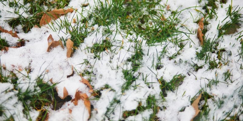winter lawn prep